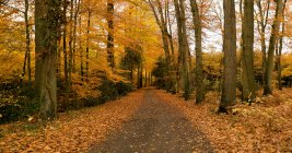 Malerischer Blick auf endlosen Herbstwald bei sonnigem Tag — Stockfoto