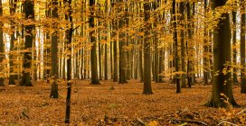Живописный вид на бесконечный осенний лес в солнечный день — стоковое фото