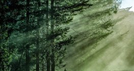 Живописный вид на бесконечный лес в солнечный день — стоковое фото