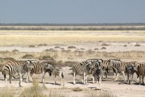 Zebre a Okaukuejo waterhole a metà giornata di calore a Etosha National Park, Namibia — Foto stock