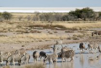 Zebras no poço do Okaukuejo no calor do meio-dia no Parque Nacional de Etosha, Namíbia — Fotografia de Stock