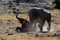 Elefanti a Okaukuejo pozzo d'acqua a metà giornata di calore a Etosha National Park, Namibia — Foto stock