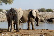 Elefantes no poço do Okaukuejo no calor do meio-dia no Parque Nacional de Etosha, Namíbia — Fotografia de Stock