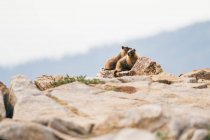 Katze beim Blick auf die Gipfel der Felsen vor dem Hintergrund der Berge im Sommer — Stockfoto