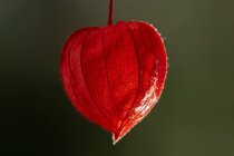 Beautiful red flower. autumn concept, selective focus. — Stock Photo