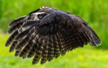 Cute little owl flying on blurred natural background — Stock Photo