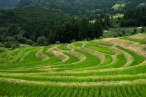 Высокая пышная зеленая сцена сельскохозяйственных полей — стоковое фото