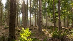 Picturesque view of endless forest at sunny day — Stock Photo
