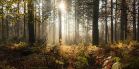 Malerischer Blick auf endlosen Herbstwald bei sonnigem Tag — Stockfoto