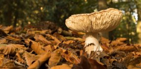 Vista pittoresca di fungo tra foglie cadute di autunno in foresta a giorno soleggiato — Foto stock