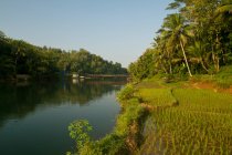 Живописный вид на реку в тропическом лесу в солнечный день — стоковое фото