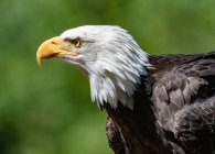 Adler auf dunklem Naturhintergrund, Nahsicht — Stockfoto