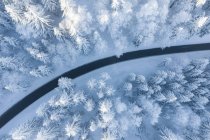 Winterlandschaft mit schneebedeckten Bäumen. Hintergrund — Stockfoto