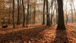 Malerischer Blick auf endlosen Wald bei sonnigem Tag — Stockfoto