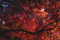Hermosas hojas coloridas de otoño en el tiempo de otoño. - foto de stock