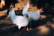Close up view of a white chicken on a farm. — Stock Photo
