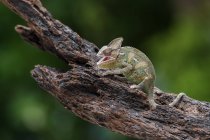 Lindo camaleón sentado en la rama del árbol, vista cercana - foto de stock