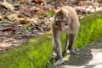 A closeup shot of a cute baby monkey on a rock — Stock Photo