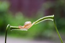 Escargot sur plante verte en plein air, concept d'été, vue rapprochée — Photo de stock