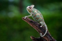 Carino camaleonte seduto su ramo d'albero, vista da vicino — Foto stock