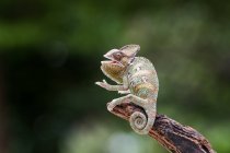 Милый хамелеон ящерица сидит на ветке дерева, близкий вид — стоковое фото