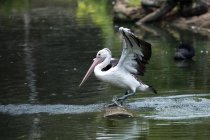 Cute pelican sitting on wooden log in river blurred sky background — Stock Photo