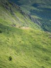 Herde von Wildpferden in den Bergen, Bulgarien — Stockfoto