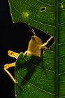 Nahaufnahme einer Heuschrecke, die ein Blatt frisst, Indonesien — Stockfoto
