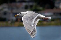 Gabbiano in volo sull'acqua, Canada — Foto stock