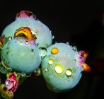 Close-up of water droplets on blueberries, Australia — Stock Photo