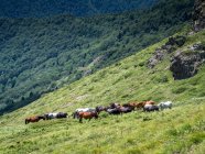 Troupeau de chevaux sauvages dans les montagnes, Bulgarie — Photo de stock