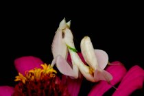 Orchid mantis on the flower, Indonesia — стокове фото