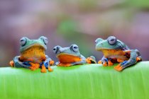 Три яванские лягушки на листе, Индонезия — стоковое фото