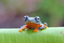 Javan tree frog on a leaf, Indonesia — Stock Photo