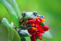 Яванська деревна жаба на квітці (Індонезія). — стокове фото