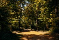 Fußweg durch einen Herbstwald, Berlin, Deutschland — Stockfoto