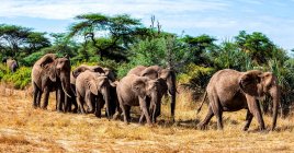 Manada de elefantes caminando por los arbustos, Kenia - foto de stock