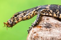 Close-up of a monitor lizard eating an insect, Indonesia — Stock Photo