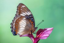 Retrato de borboleta em uma flor, Indonésia — Fotografia de Stock