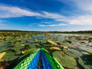 Three children kayaking in a lake filled with water lilies, United States — Stock Photo