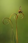 Close-up de uma joaninha em uma planta prestes a decolar, Indonésia — Fotografia de Stock