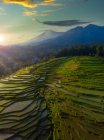 Vista aérea dos campos de arroz tropical inundado na paisagem rural, Mandalika, Lombok, West Nusa Tenggara, Indonésia — Fotografia de Stock
