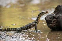 Asian water monitor standing at the edge of a river, Indonesia — Stock Photo