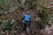 Hombre aferrado a las raíces de los árboles subiendo una colina, Canadá - foto de stock