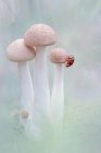 Primo piano di una coccinella sui funghi selvatici che crescono nella foresta, Indonesia — Foto stock