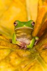 White-lipped tree frog on a leaf, Indonesia — Stock Photo