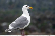 Retrato de uma gaivota, Canadá — Fotografia de Stock