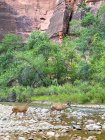 Dois veados atravessando um rio, Zion National Park, Utah, EUA — Fotografia de Stock