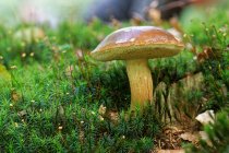 Primo piano di un fungo che cresce nella foresta, Frisia orientale, Bassa Sassonia, Germania — Foto stock
