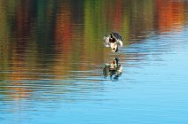 Réflexion d'un canard débarquant sur un lac en automne, Vilnius, Lituanie — Photo de stock